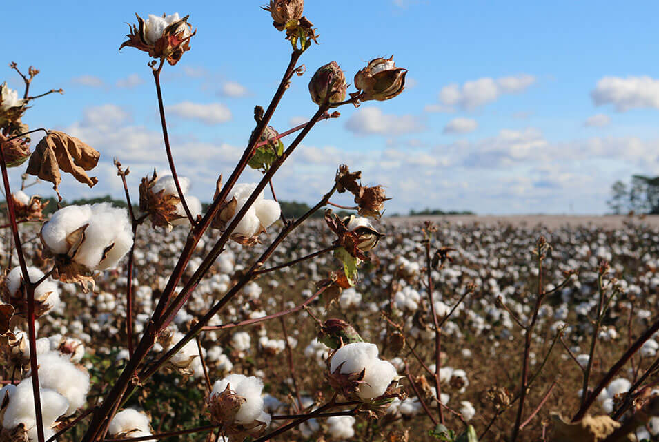 Plantación de algodón haciendo referencia al uso excesivo de agua, usada para producir algodón perjudicando a la moda sostenible