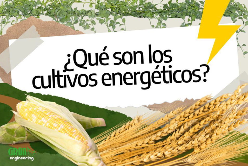 Mazorca y espigas de trigo junto al texto: "¿Qué son los cultivos energéticos?"
