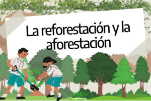 Ilustración de niños en bosque junto al título "La reforestación y la aforestación"